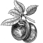 KOŠT SLIVOVICE a ovocných destilátů (IV. ročník)